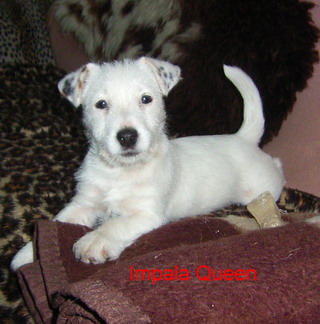 Impala Queen vom Nixstein